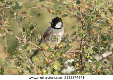 View of White Cheeked Bulbul perched on a tree branch Royalty-Free Stock Photo #2135574891