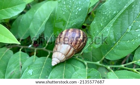 a snail that perches on a leaf in the morning