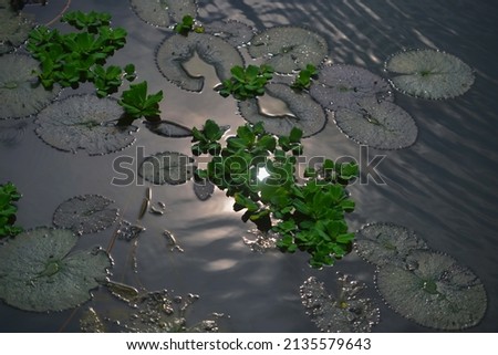 Lotus with leaf at the lake