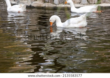 White geese frolicking in the pond