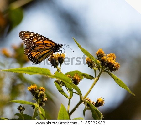 Clos up of a monarch butterfly  (Danaus plexippus) migrate to mexico. Mexico state. 
monarch butterfly sanctuary,  Royalty-Free Stock Photo #2135592689
