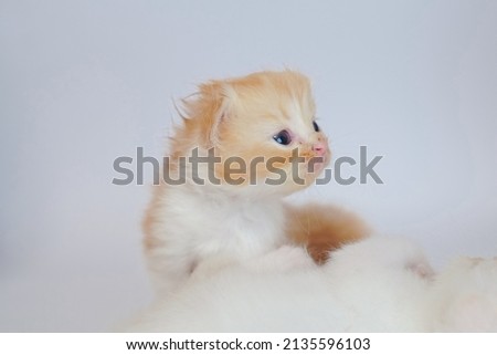 cute orange kitten on a white background