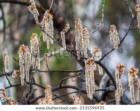 Backlit cluster of female European aspen or Quaking Aspen, Populus tremula, catkins, under the soft spring sun Royalty-Free Stock Photo #2135596935