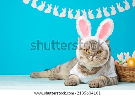 Easter Bunny.Scottish cat in the form of an Easter rabbit with a basket of Easter eggs. Holiday background, funny picture. spring holiday