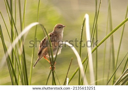 The Weaver Birds or Weaver Finches  are small birds