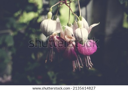 Fuchsia paniculata ,Royal Velvet, plant. Onagraceae family