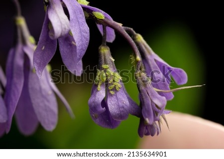 Plant lice infecting a purple flower blossom showing the infestation and how it will kill the flower