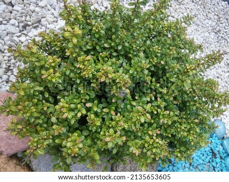 Evergreen round spherical Ilex crenata Convexa or Japanese Holly shrub with small glossy leaves on the background of a rocky mulched bed Royalty-Free Stock Photo #2135653605
