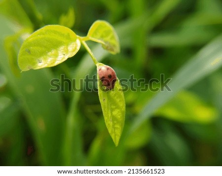 Red ladybug on the leaf with blurred background. insects, macro photography