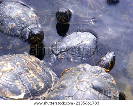 Bunch of yellow eared turtles submerged in the water