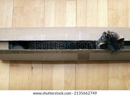 A cat in a cardboard box at home. Top view. Sleeping