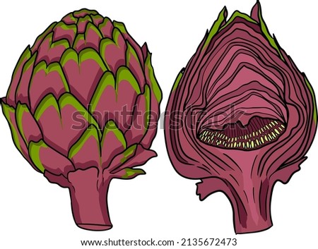 Artichoke bud. Healthy, fresh, farm vegetables. Hand drawn coloring artichoke isolated on white background.