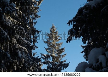 Christmas tree in the middle of the forest on the blue sky