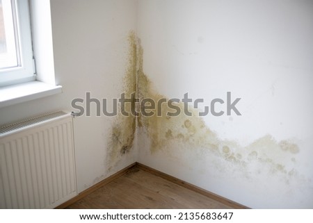 strong mildew in large stains is located on white interior wall in apartment Royalty-Free Stock Photo #2135683647