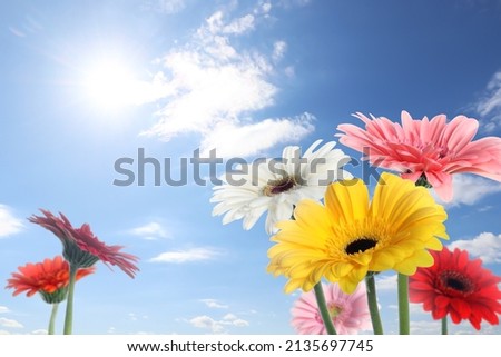 Many colorful gerbera flowers under blue sky on sunny day