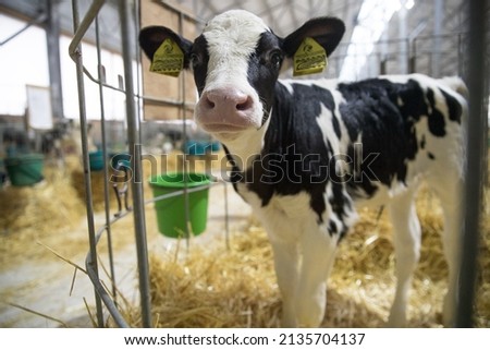 Young calves under the age of one year. Young individuals belong to artiodactyls. The young of some wild species are also sometimes referred to as calves. Royalty-Free Stock Photo #2135704137
