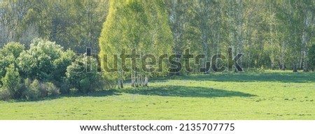 Spring panoramic view, green meadow and forest