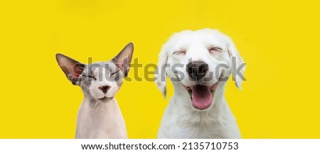 Two happy cat and dog smiling on isolated yellow background.