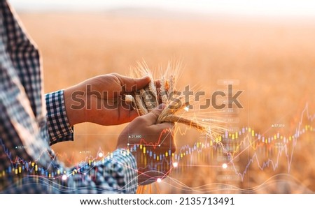 Rising wheat prices in Europe due to the conflict between Russia and Ukraine. Flour and wheat crisis.Record prices and high prices for bakery. Royalty-Free Stock Photo #2135713491