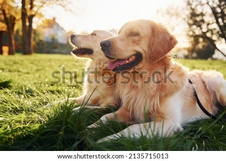 Sitting on the grass. Two beautiful Golden Retriever dogs have a walk outdoors in the park together.