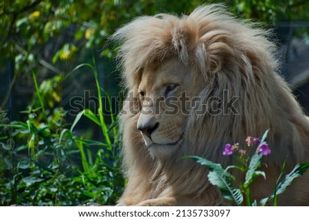 A male lion with a beautiful mane,sitting between some green plants. Picture was taken in a german zoo