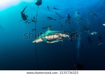 Picture shows a Black Tip Shark at Aliwal Shoal, South Africa