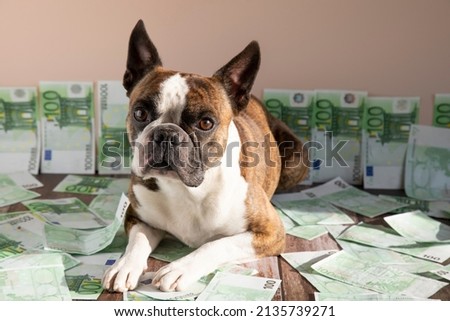 Funny Boston Terrier with money, humorous photo