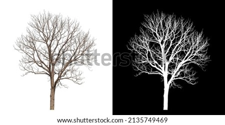 Dead Tree on transparent picture background with clipping path, single tree with clipping path and alpha channel on black background