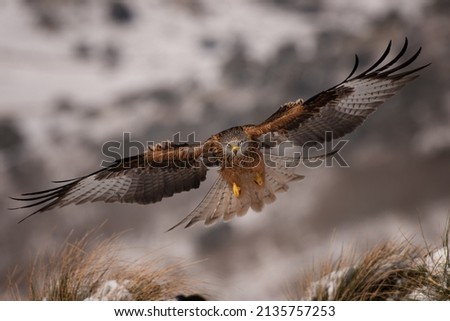Red Kite perching on the ground to feed