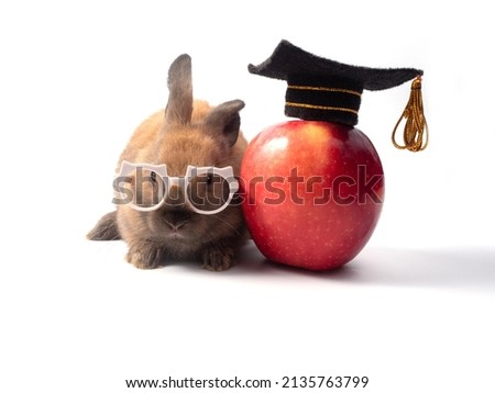 Cute little bunny brown rabbit with white glasses on sitting next to big red apple with graduation cap on top on white background.
