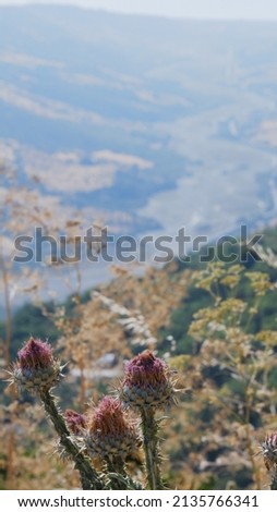 Dry Flowers In A Meadow In Winter At Sunset With Mountains