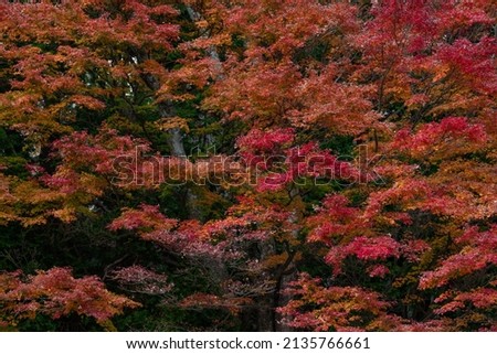 Autumn color leaves on a mountain in Japan