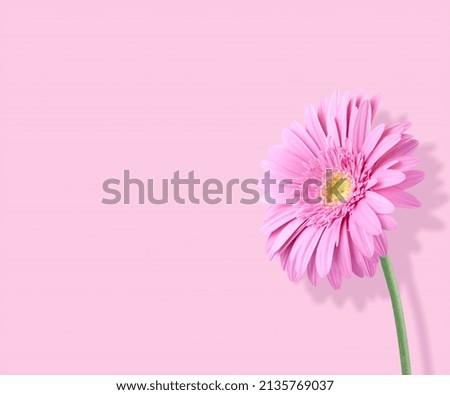 Gentle elegant flower with shadows. Aesthetic floral composition