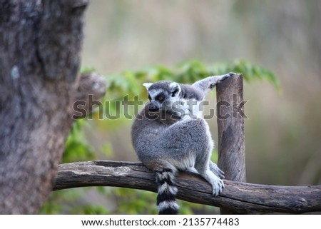 Portrait of Ring-tailed Lemur (Lemur catta) sitting on a branch. Mammal of Madagascar, Africa. its cat-like looks. Royalty-Free Stock Photo #2135774483