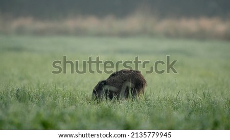 Young wild boar (Sus Scrofa) running in the grass meadow on a wet sunny morning. Wildlife scene from nature. Colorful picture of wild animal Royalty-Free Stock Photo #2135779945