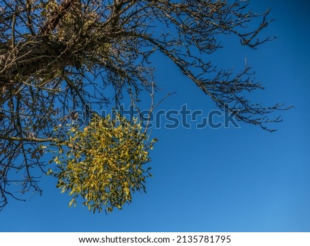 Large mistletoe on old fruit tree in spring