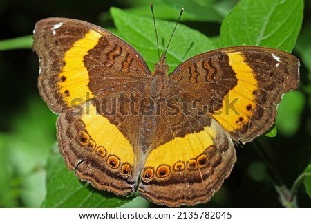 Southern Soldier Pansy Butterfly sitting on green foliage