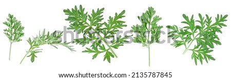 Artemisia medicinal herb plant. Set of medicinal wormwood twigs isolated on a white background. Sagebrush. Royalty-Free Stock Photo #2135787845