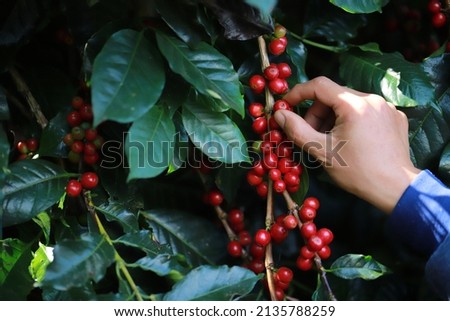 hand plantation coffee berries with farmer harvest in farm.harvesting Robusta and arabica  coffee berries by agriculturist hands,Worker Harvest arabica coffee berries on its branch, harvest concept. Royalty-Free Stock Photo #2135788259