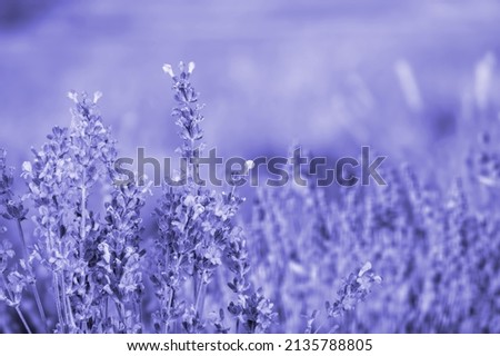 2022 Trending color of the year Pantone Very Peri  Lavender flowers. Nature backdrop.