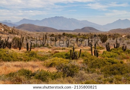 Mexican cactus field in the desert, part of a large nature reserve area in the town of Todos Santos, in Baja California Sur, La Paz, Mexico. Colorful Mexican desert landscape. Royalty-Free Stock Photo #2135800821