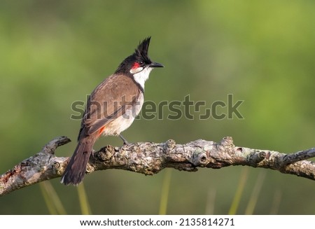 The  red-whiskered bulbul (Pycnonotus jocosus), or crested bulbul, is a passerine bird native to Asia. It is a member of the bulbul family.  Royalty-Free Stock Photo #2135814271