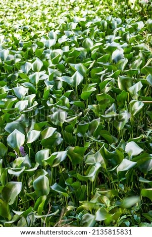 Water hyacinth in eutrophic fish pond