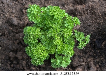 Single parsley plant in a herb bed with dark soil in the vegetable garden, high angel view from above selected focus, narrow depth of field Royalty-Free Stock Photo #2135817329