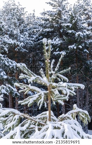 snow covered tree branches in the Sierra de Guadarrama in Madrid, Spain