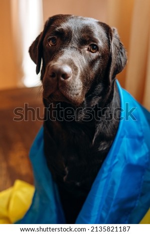 Portrait of the labrador dog with Ukrainian Flag sitting at home. Support and pray for Ukraine concept. Stock photo 