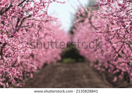 Sunny Fruit Tree Blossom Pictures