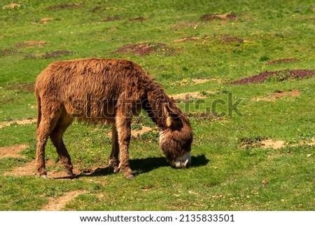 Young donkey eat the grass. Farm animals.