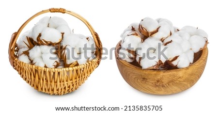 Cotton plant flower in a wicker basket isolated on white background with clipping path and full depth of field