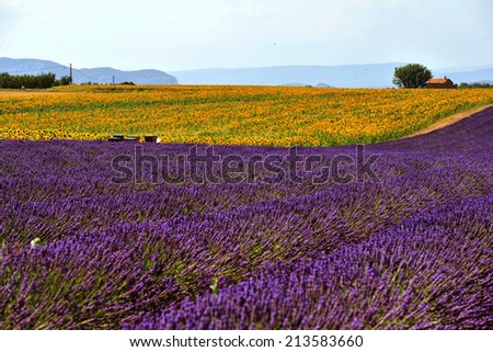 Purple and Yellow field